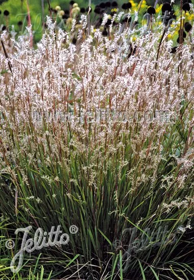 Andropogon scoparius ‘Blaze’ | little bluestem