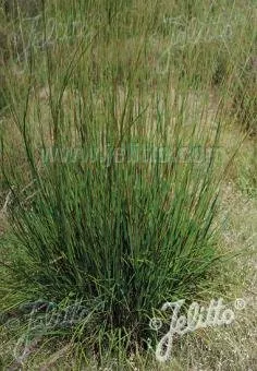 Andropogon scoparius ‘Camper’ | little bluestem