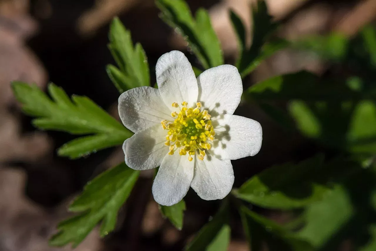 Anemone multifida ‘Major’ | cut-leaf windflower