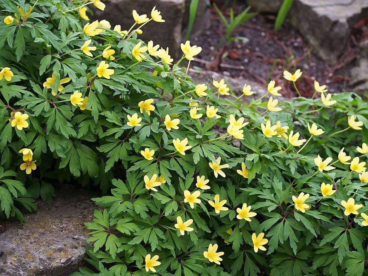 Anemone ranunculoides | wood ginger