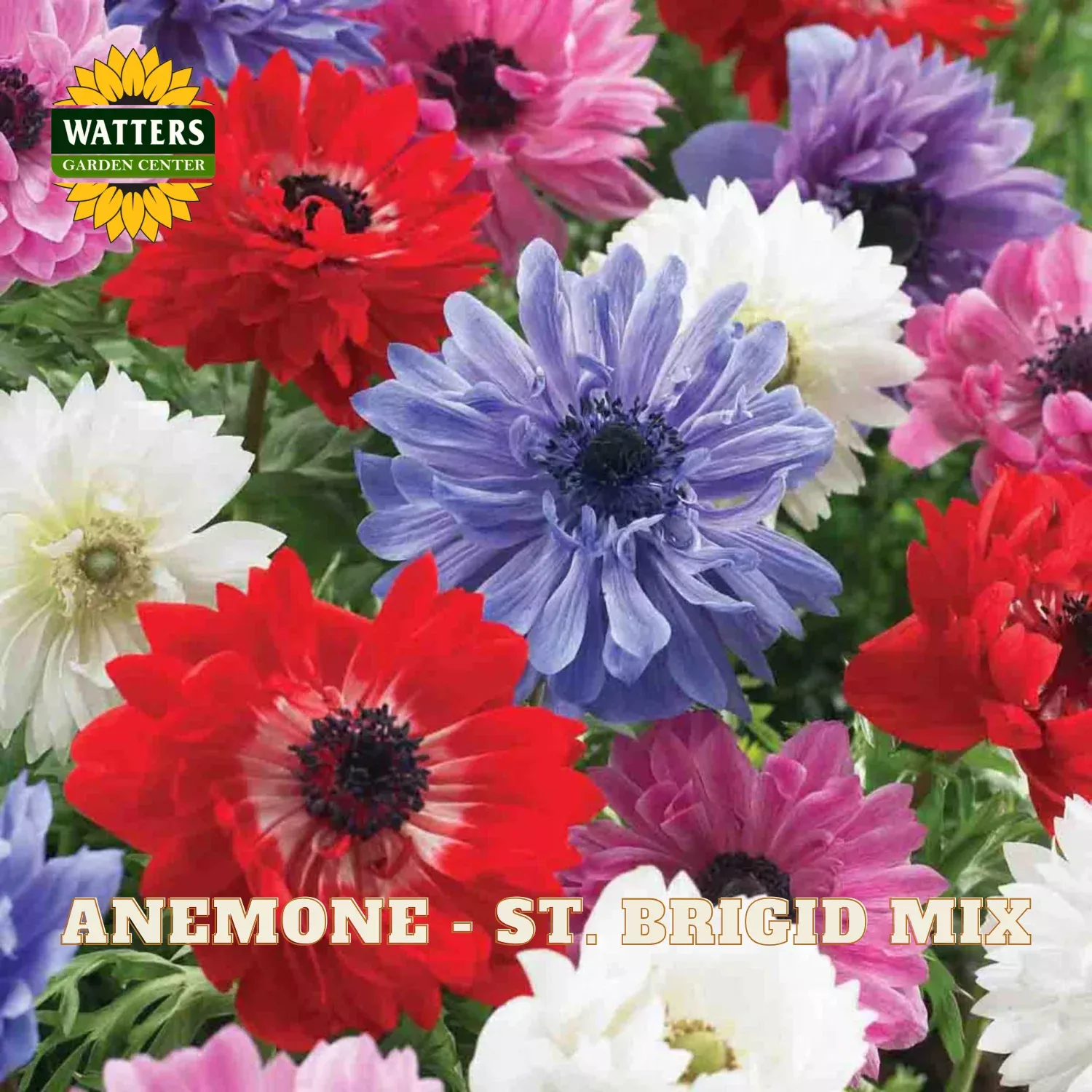 Anemone – St. Brigid Mix