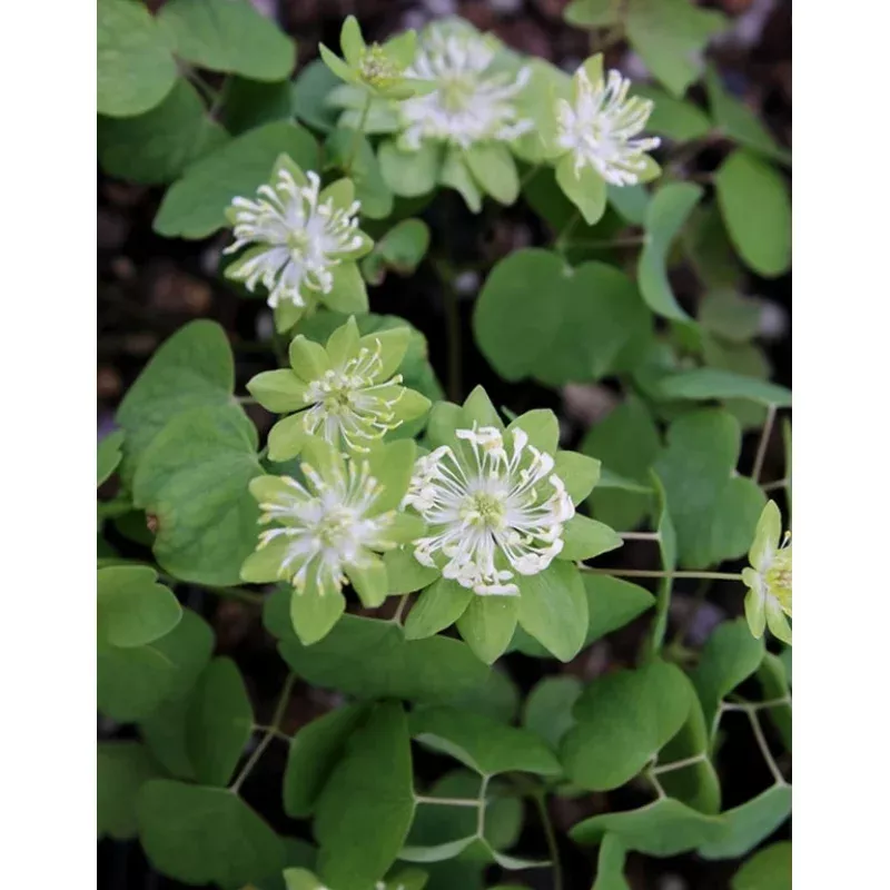 Anemonella thalictroides Green Hurricane