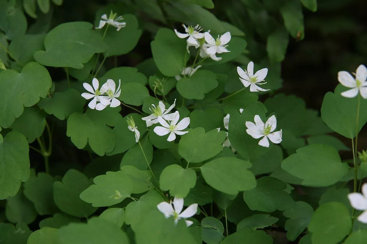 Anemonella thalictroides | rue anemone