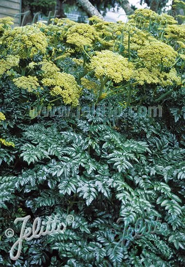 Angelica pachycarpa | shiny-leaved angelica