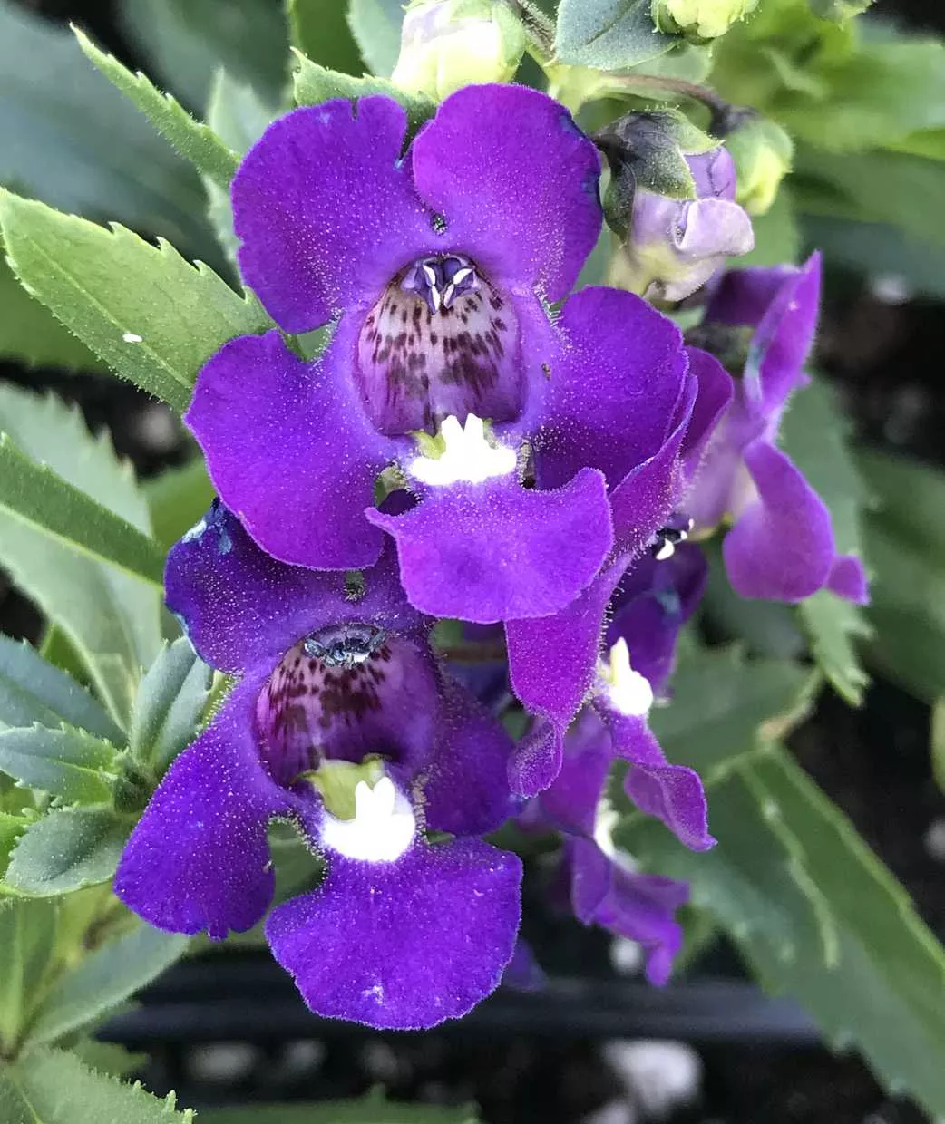 Angelonia angustifolia Alonia 'Big Indigo' – Summer Snapdragon