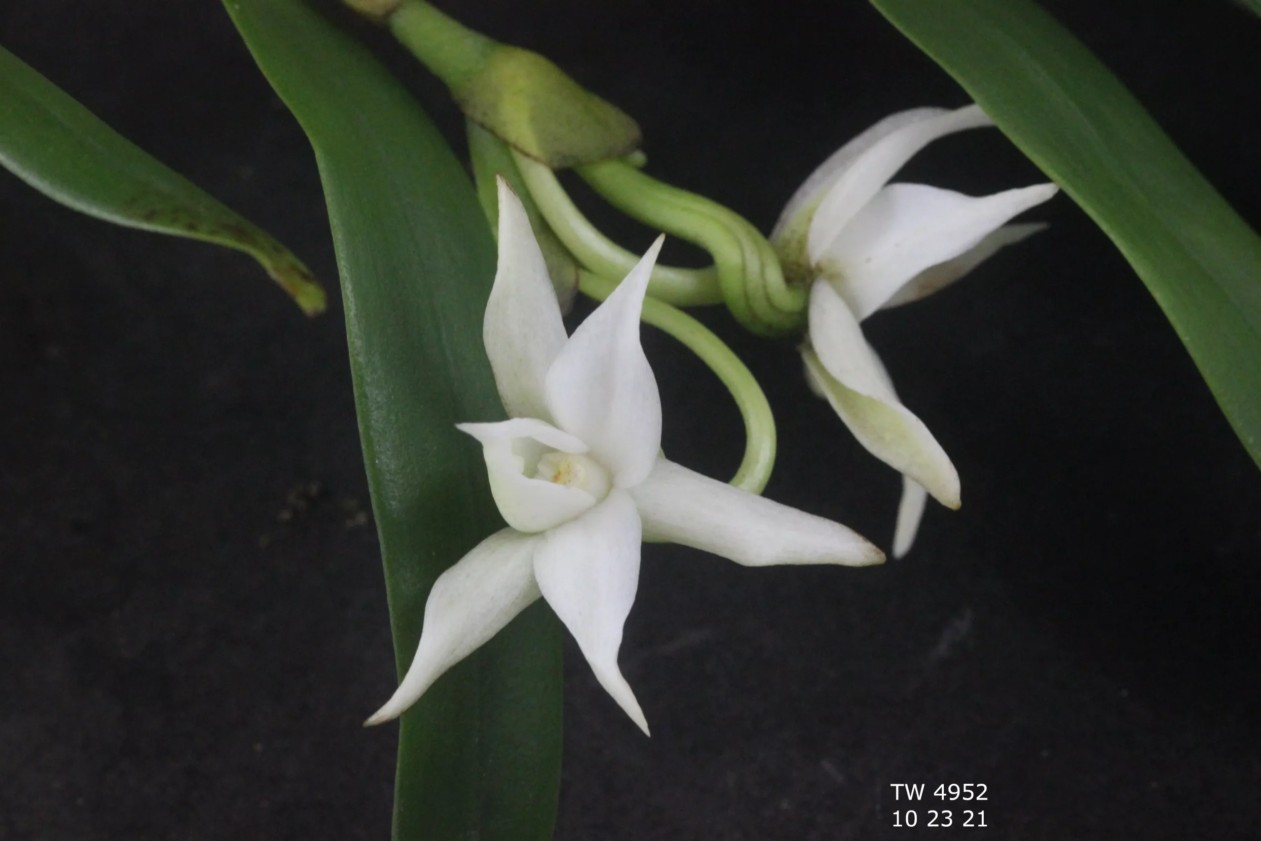 Angraecum dendrobiopsis