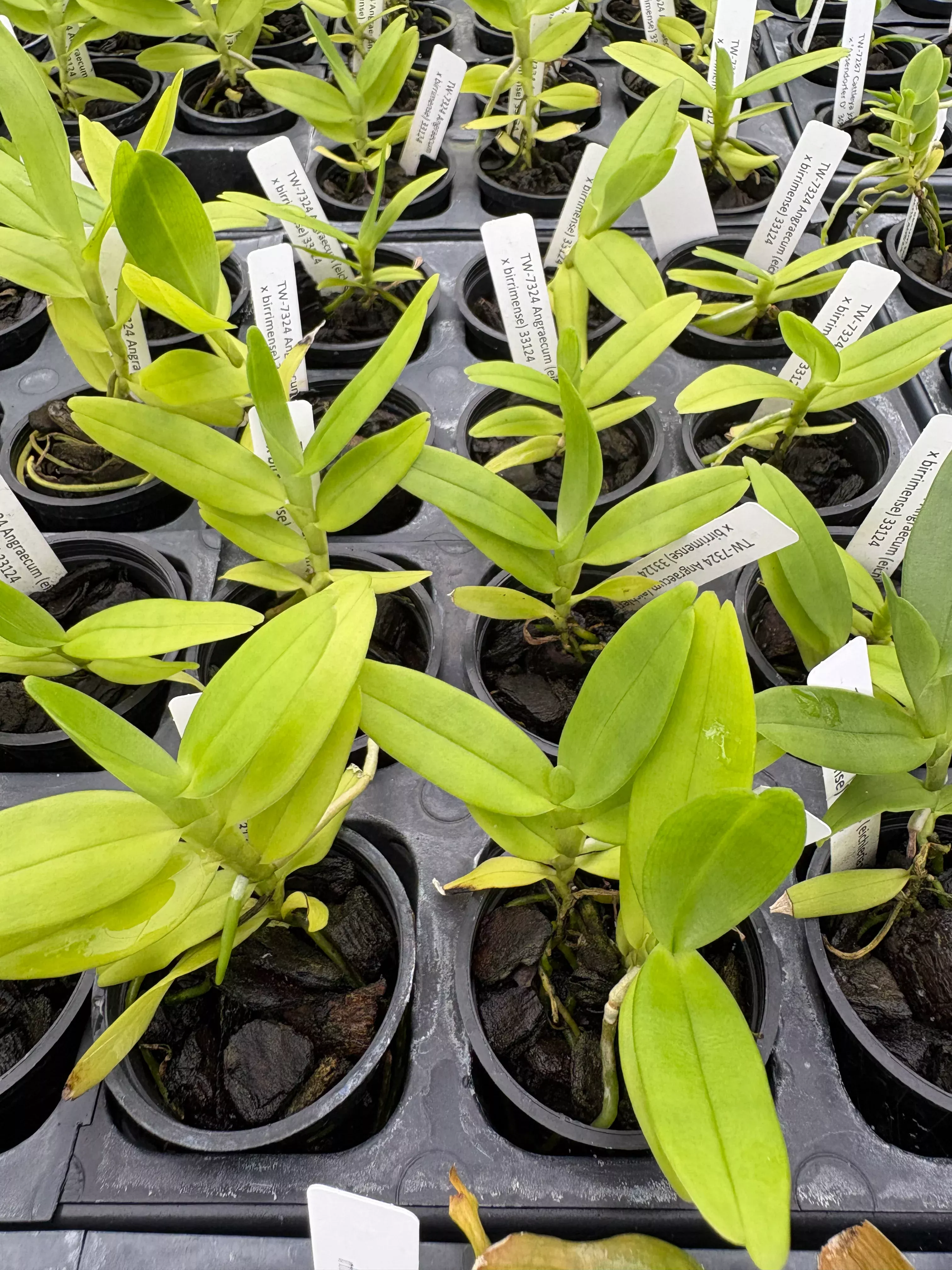 Angraecum (eichlerianum x birrimense)