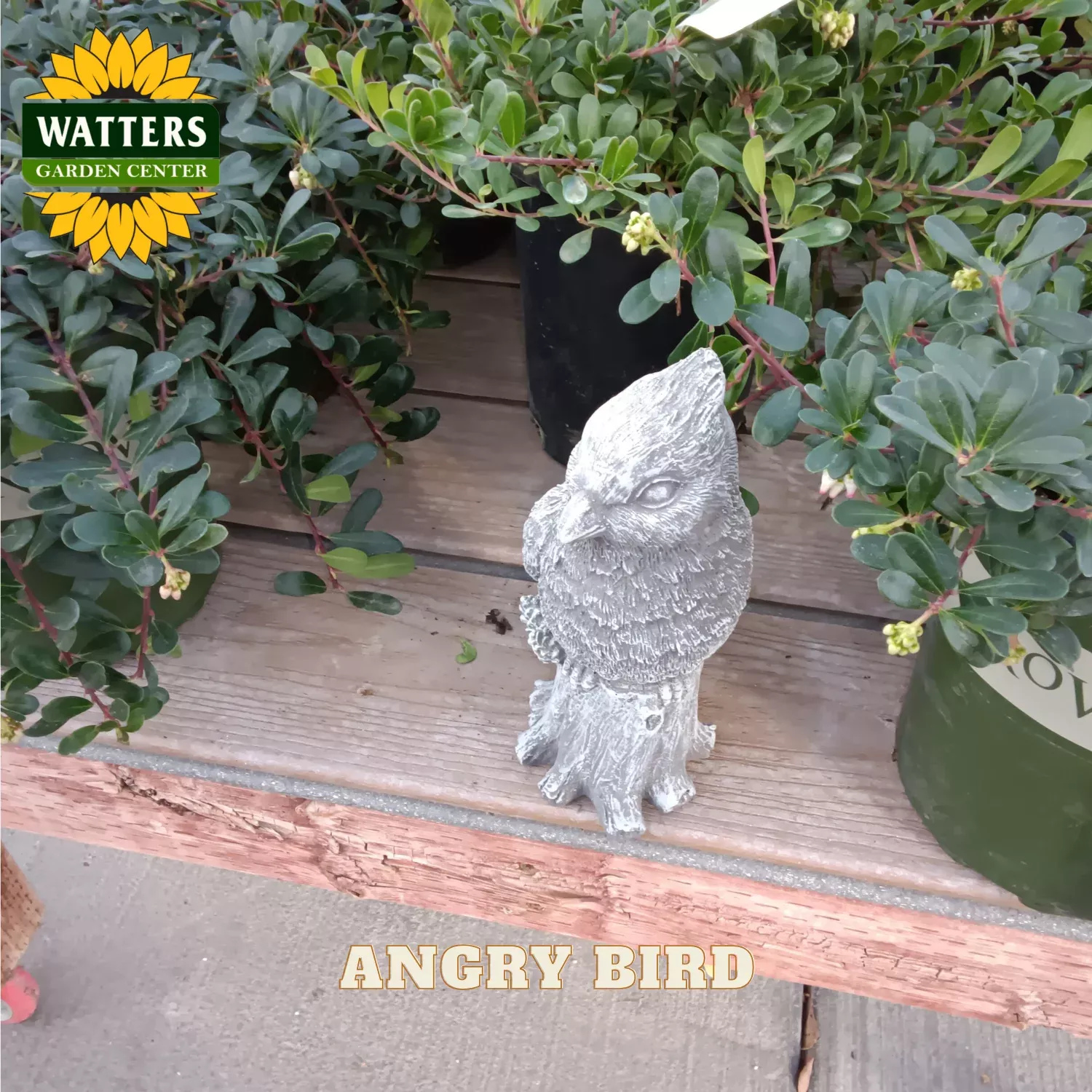 ANGRY BIRD