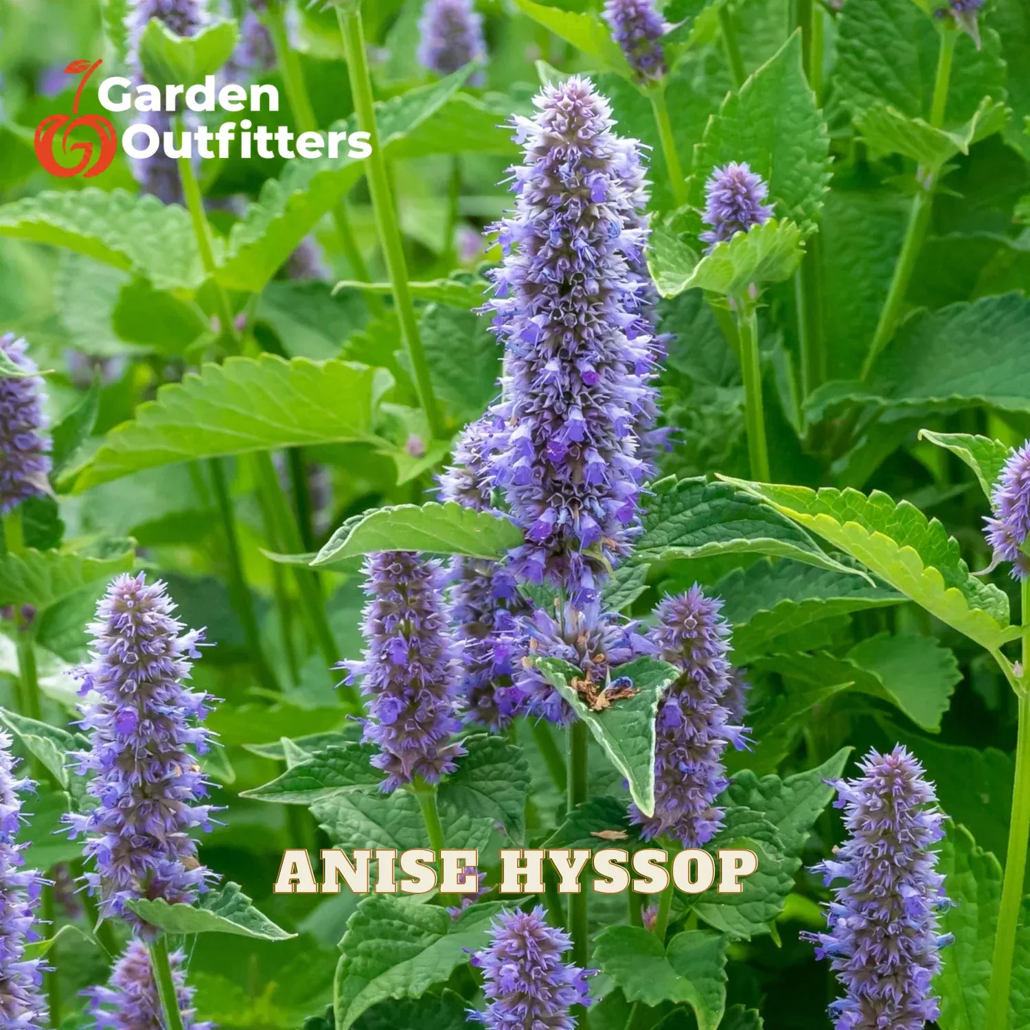 Anise Hyssop (Agastache foeniculum) – 1 gallon