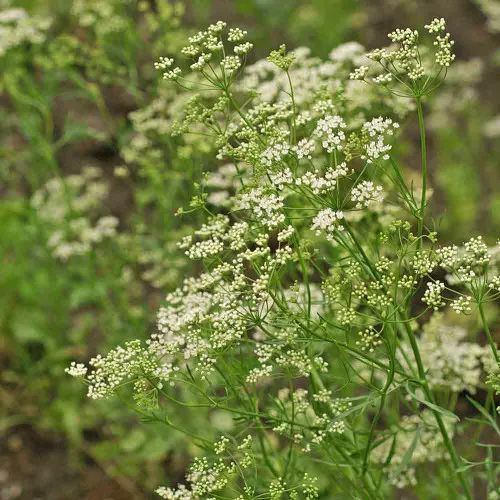 Anise Seeds – (Pimpinella anisum)