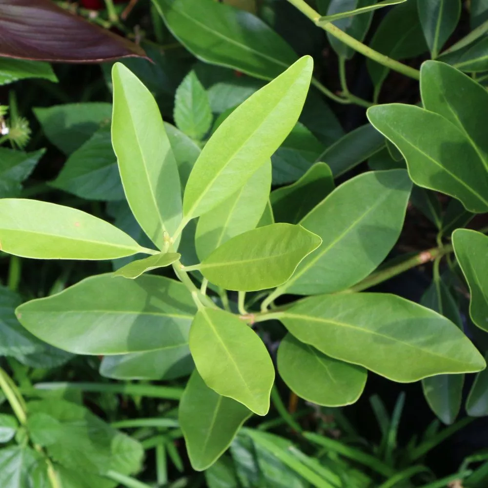Anise Tree