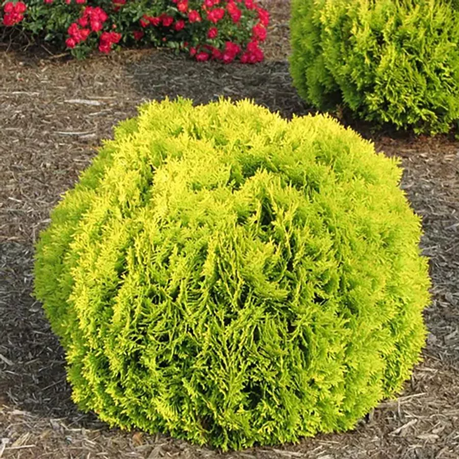Anna’s Magic Ball¨ Cedar