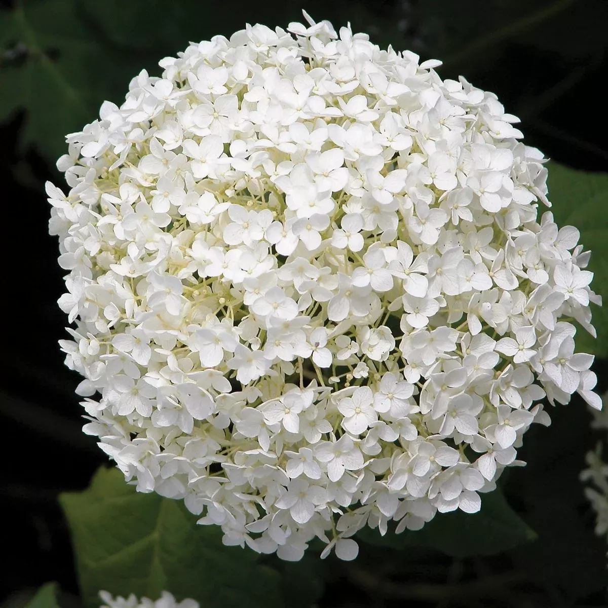 Annabelle Hydrangea
