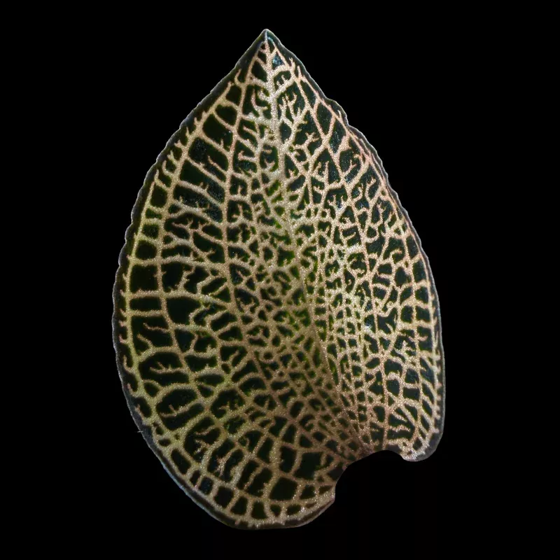Anoectochilus Roxburghii Gold Bar