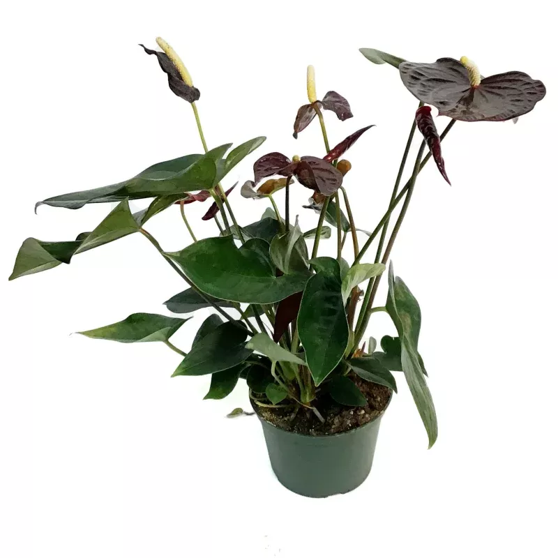 Anthurium, 6in, Chocolate
