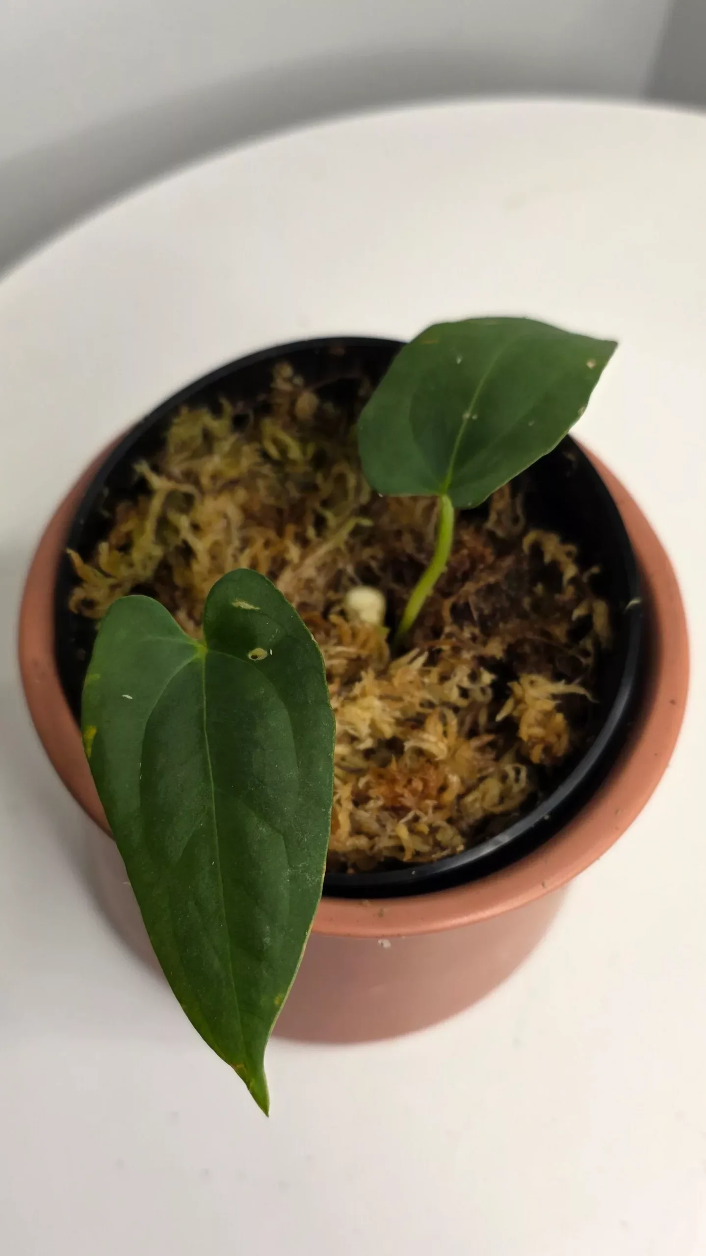 Anthurium Dark Phoenix x Xone