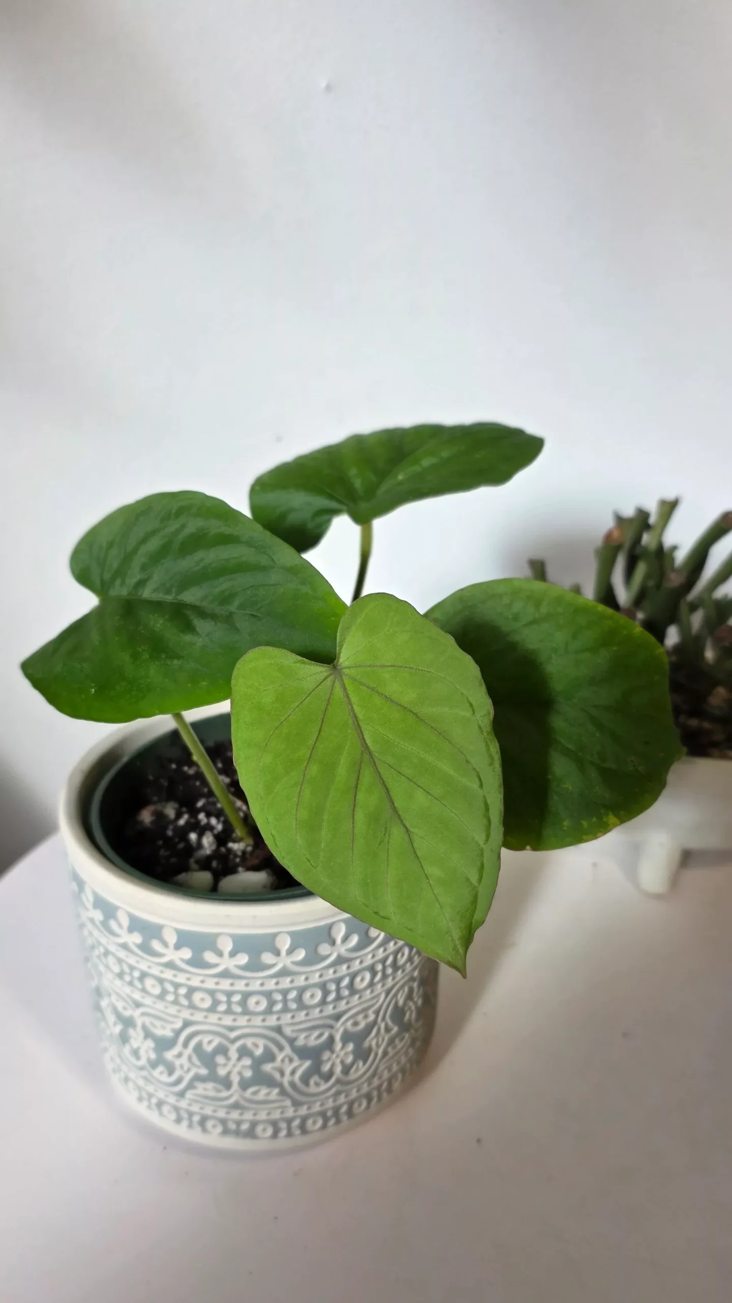 Anthurium dressleri (D)