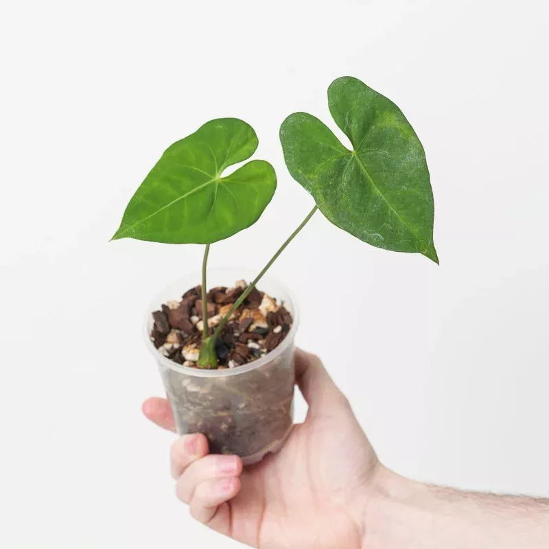 Anthurium marcusianum