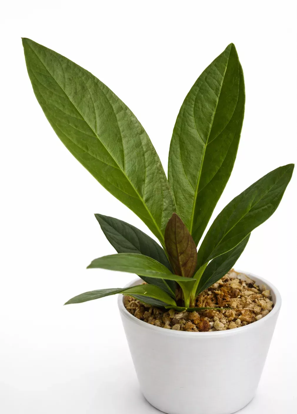 Anthurium plowmanii – Bird's Nest Anthurium