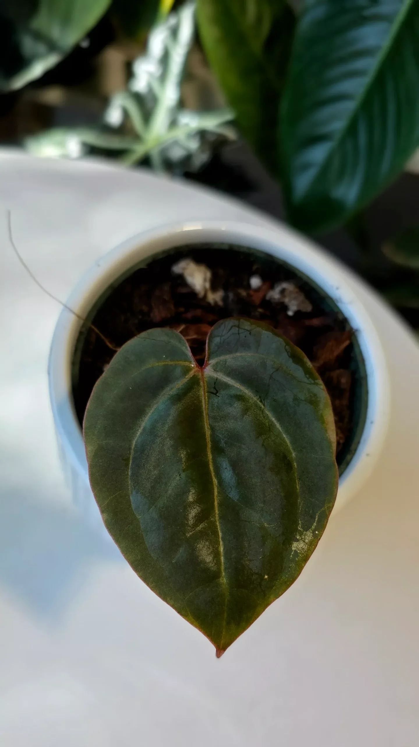 Anthurium Red Crystallinum X Dressleri (A)