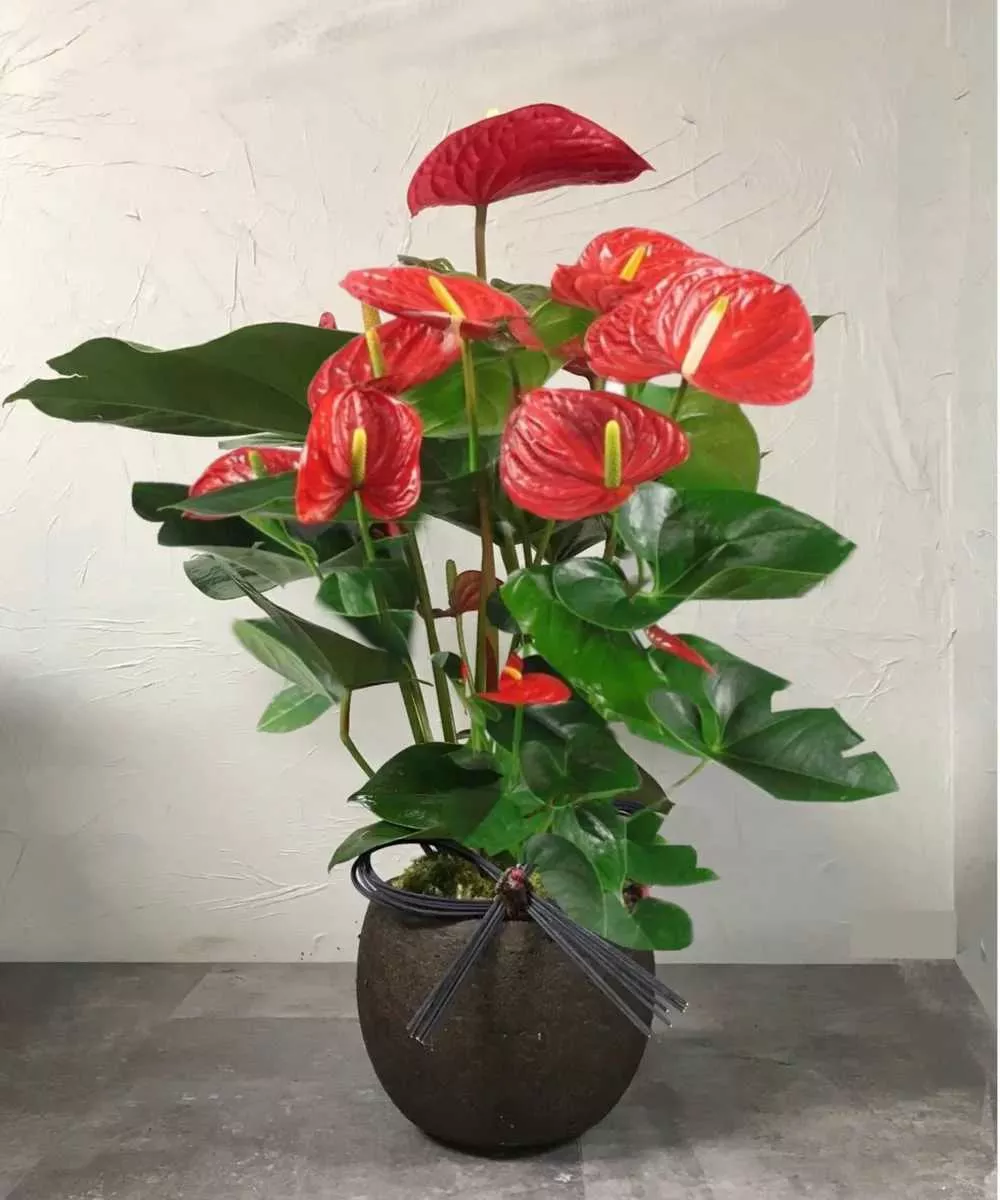 ANTHURIUM RITMA RED 6 IN.