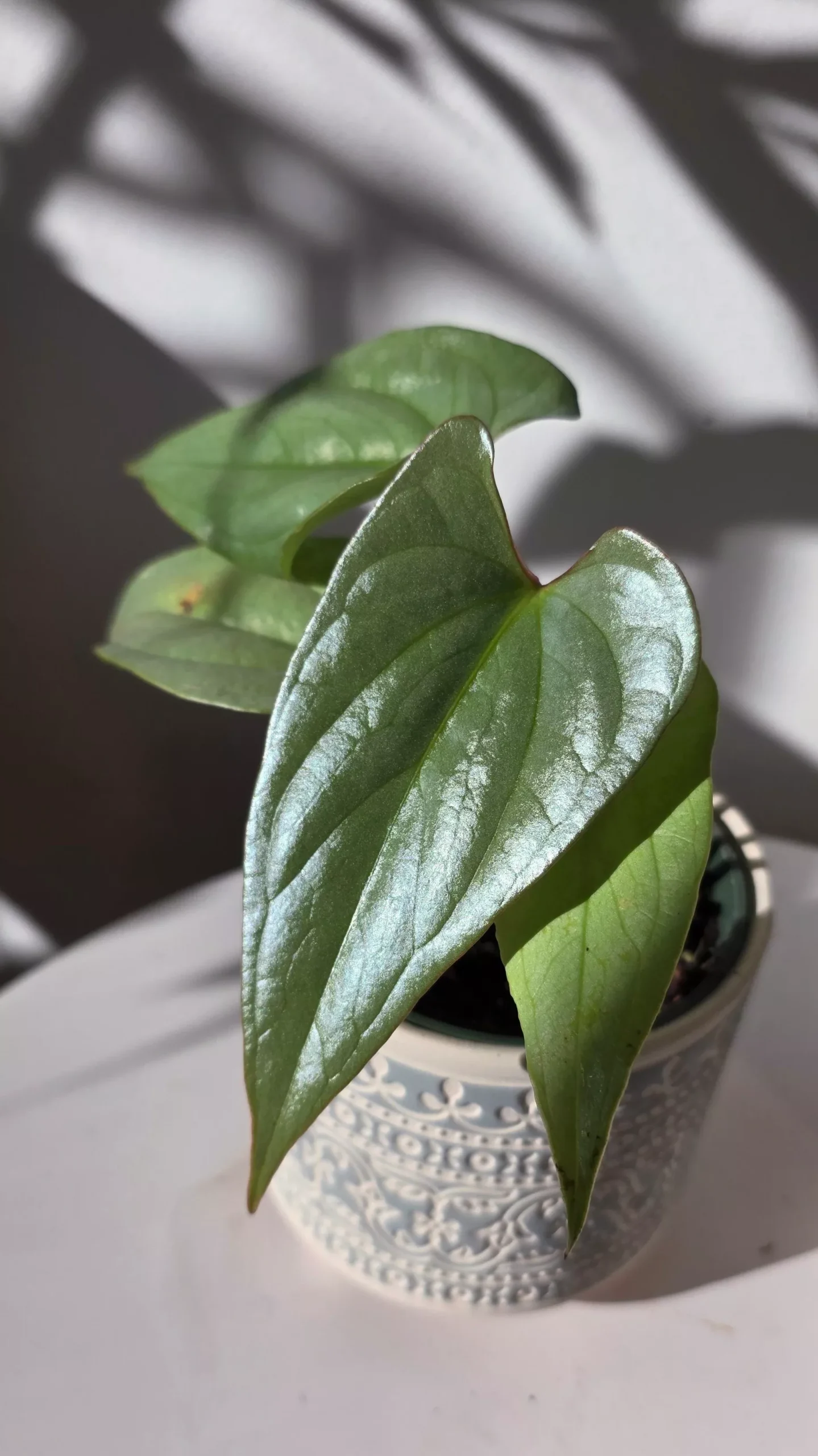 Anthurium sp. Silver Peru