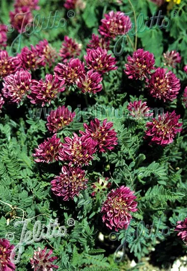 Anthyllis montana ‘Rubra’ | mountain kidney vetch