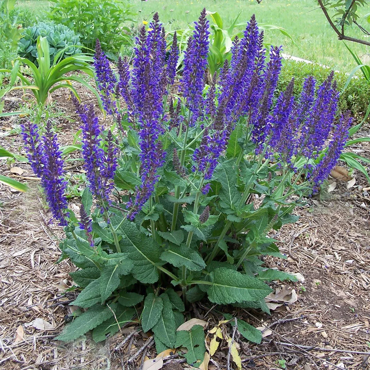April Night Sage