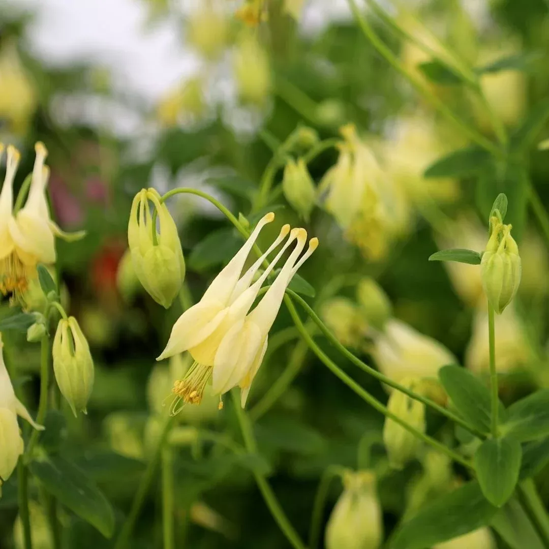 Aquilegia ‘Corbett’