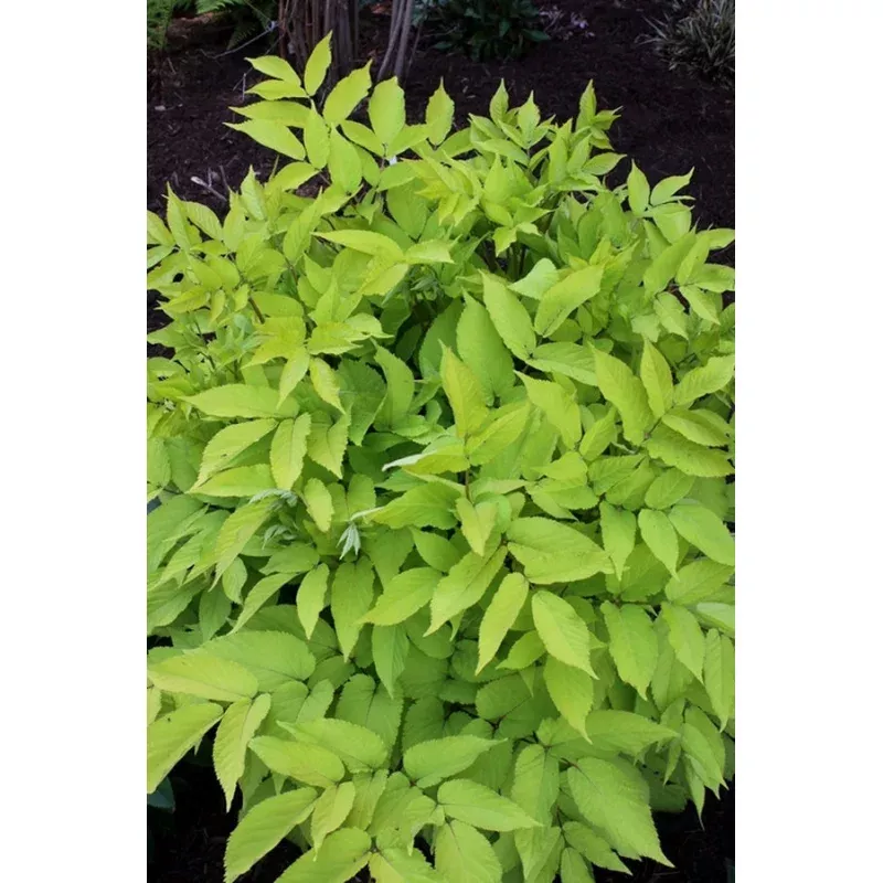 Aralia cordata ‘Sun King’