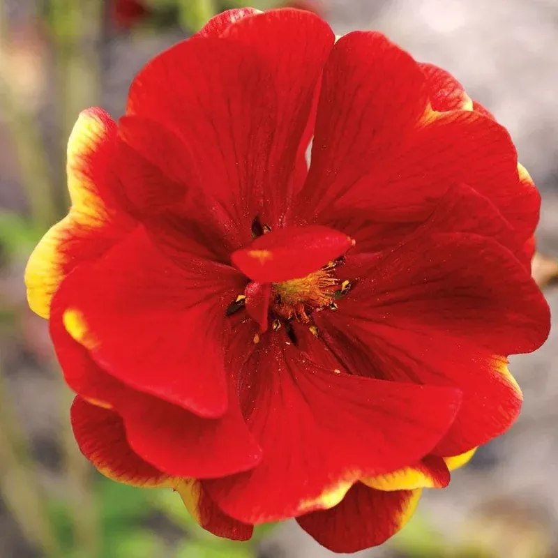 ‘Arc En Ciel’ Cinquefoil