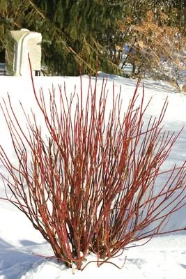 Arctic Fire Red Red Osier Dogwood
