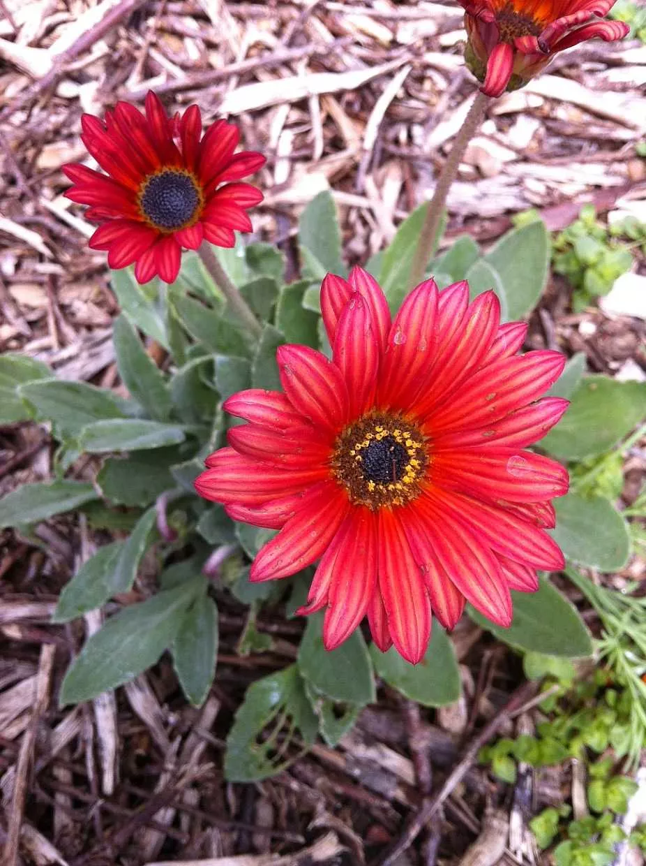 Arctotis hybrid 'Sunset' – African Daisy