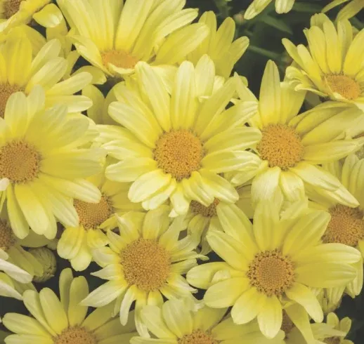 Argyranthemum frutescens ‘Beauty Yellow’ – Marguerite Daisy