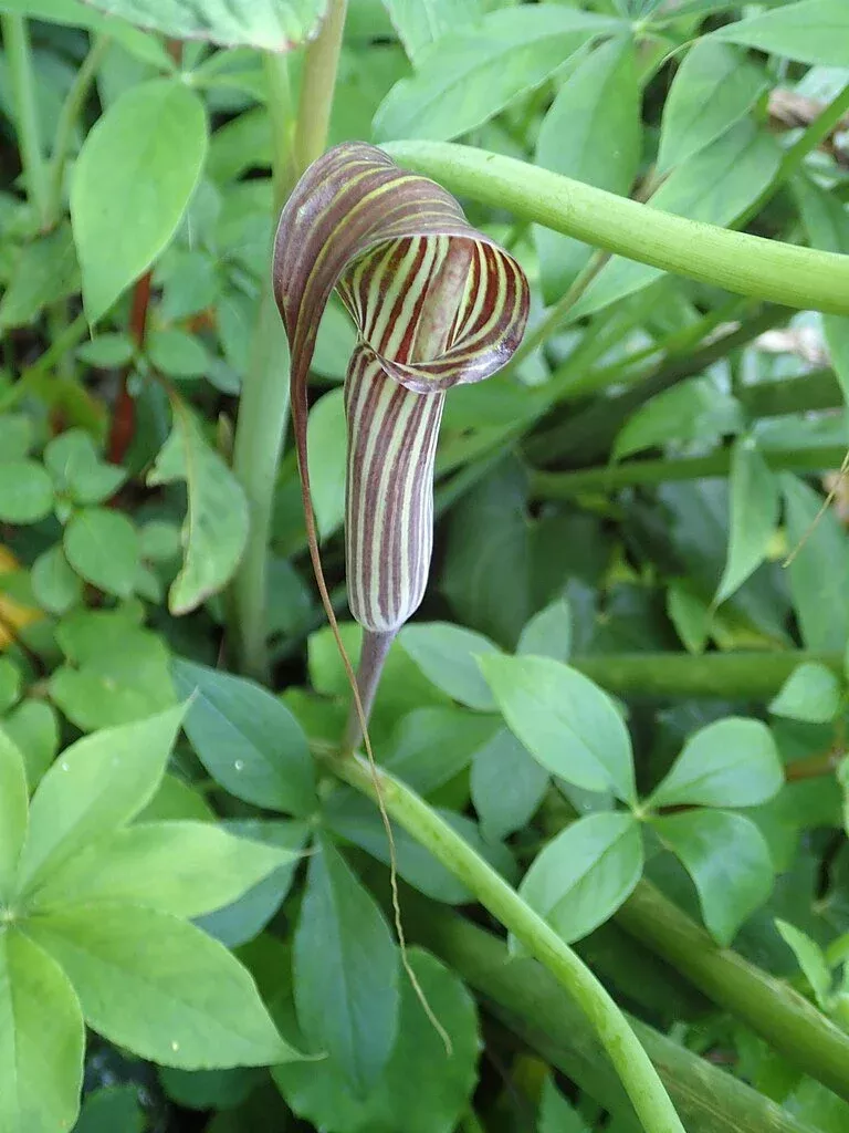 Arisaema ciliatum | cobra lily