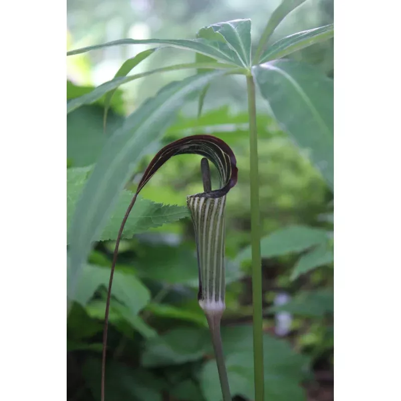 Arisaema consanguineum