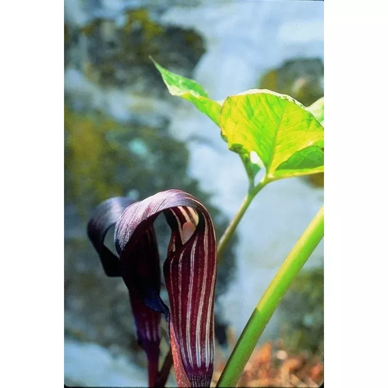Arisaema sazensoo