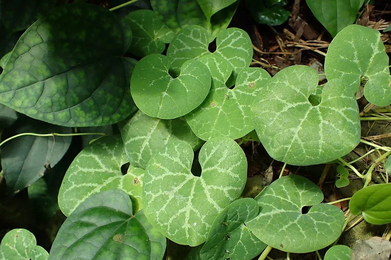 Aristolochia fimbriata | white-veined hardy dutchman’s pipe