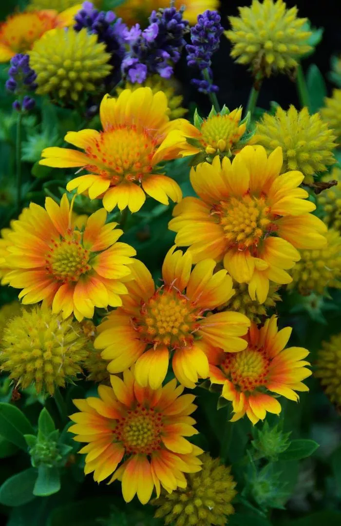 Arizona Apricot Blanket Flower