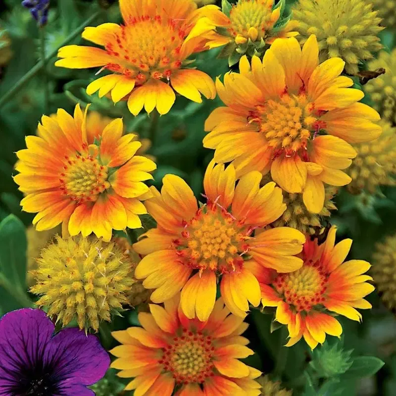 ‘Arizona Apricot’ Gaillardia