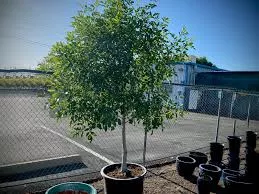 ARIZONA ASH TREE 5gal