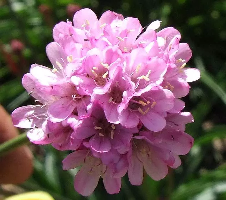Armeria alliacea – Thrift Sea Pink