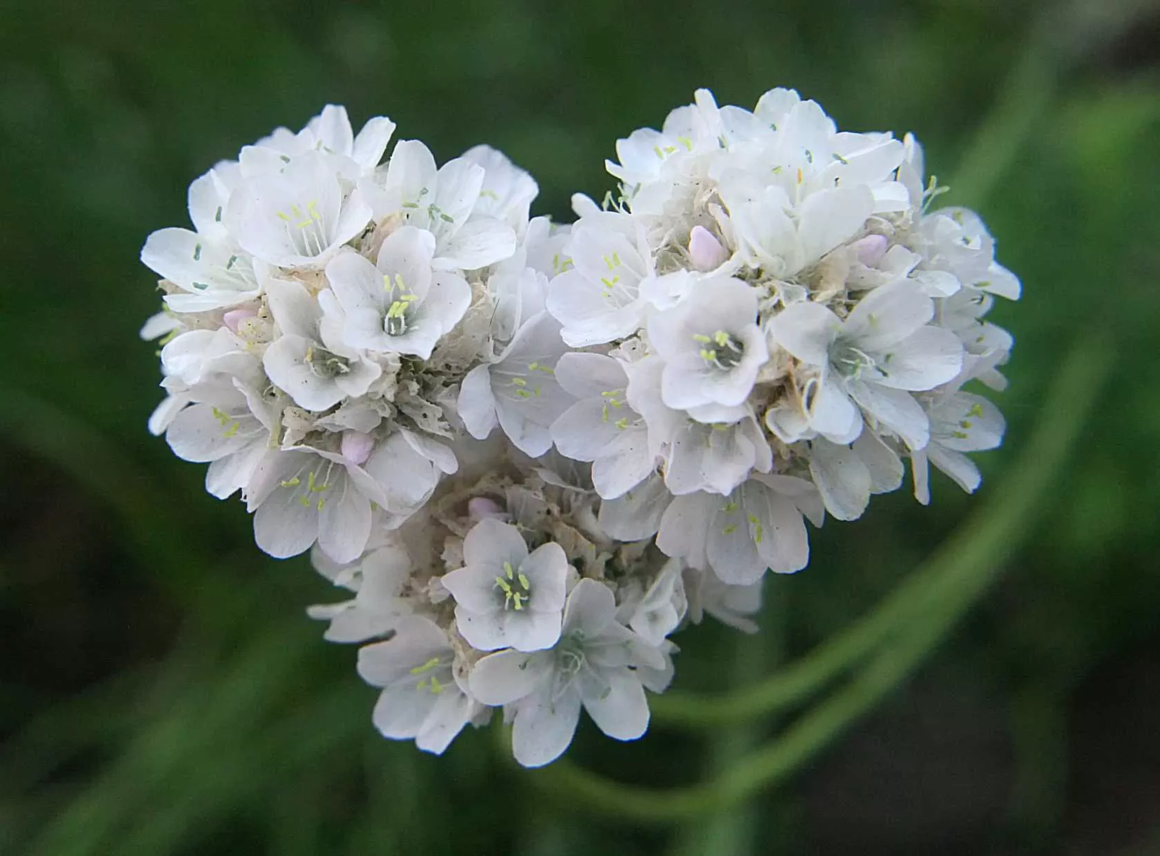 Armeria maritima 'Alba' – Sea Thrift