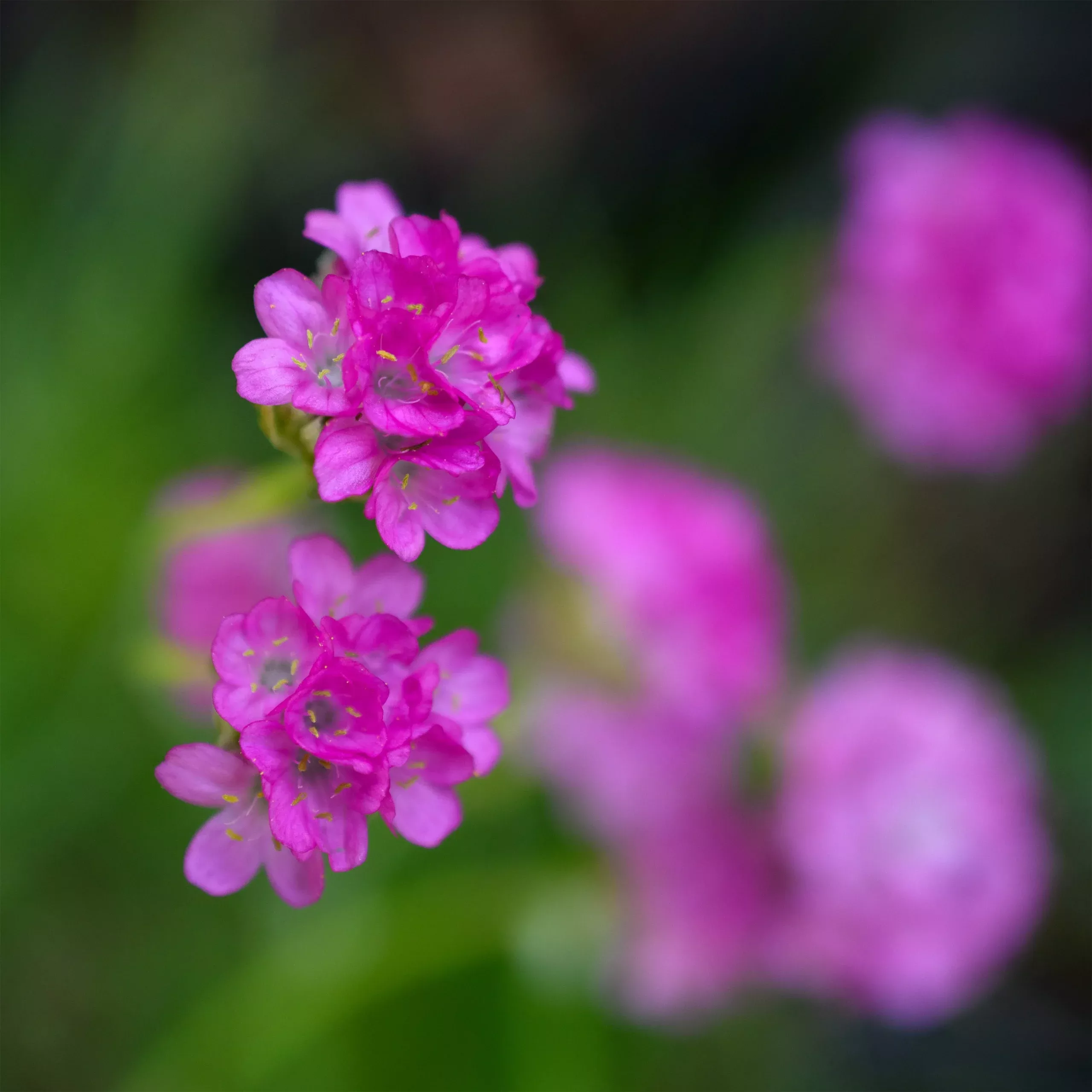 Armeria maritima 'Splendens' – Sea Thrift