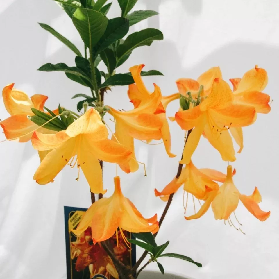 Arneson Gem Azalea