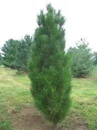 ARNOLD SENTINEL PINE TREE 10gal