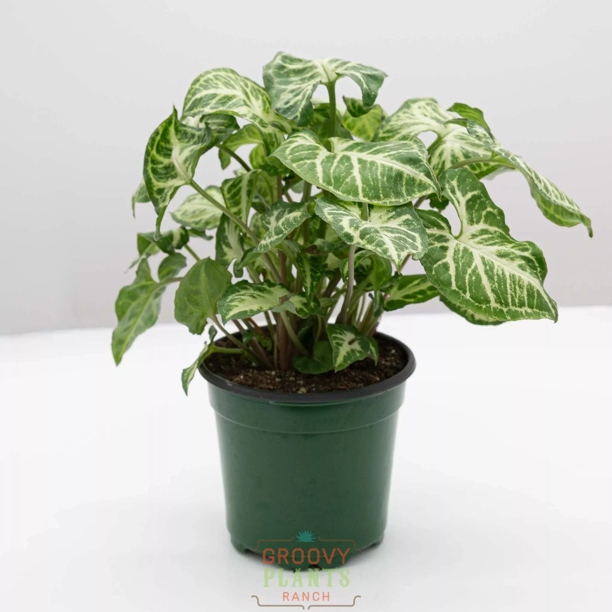 Arrowhead Vine | Syngonium Podophyllum 'Glo-go'