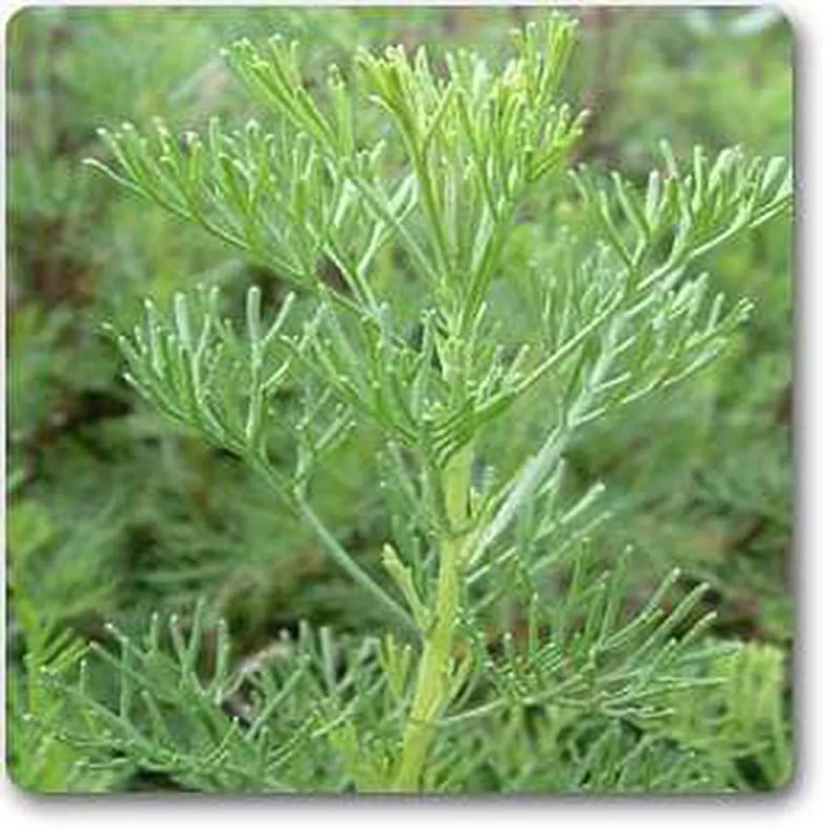 Artemisia abrotanum 8211 Plant