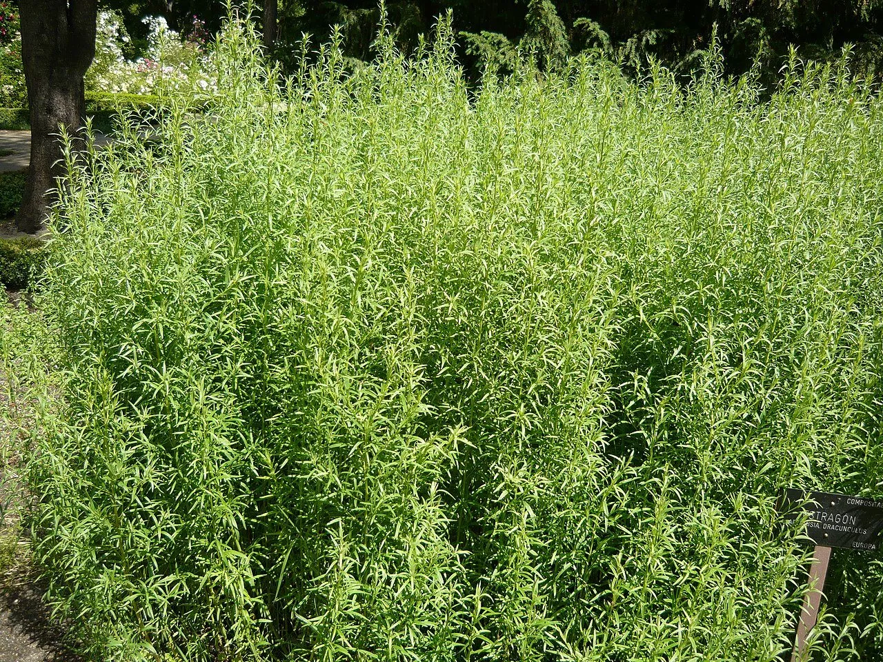 Artemisia dracunculus | wild tarragon