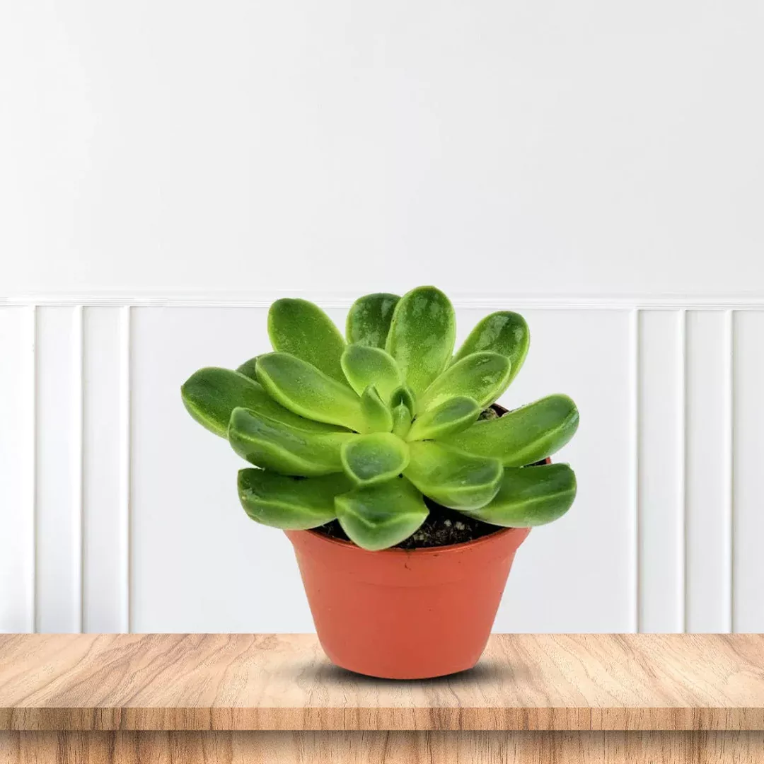 Artificial Aeonium Succulent in Pot – Lifelike Rosette Faux Plant Gift